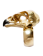AccipitridaeEagle skull