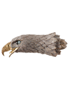 Haliaeetus Leucocephalus