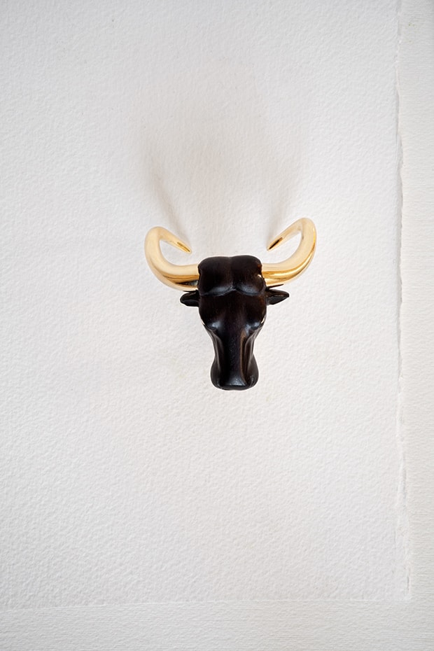 Syncerus cafferCape Buffalo